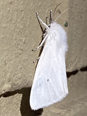 Spilosoma