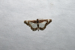 Heliomata cycladata