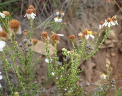 Phymaspermum