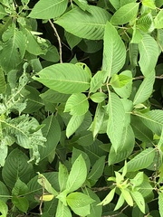 Sanchezia parvibracteata