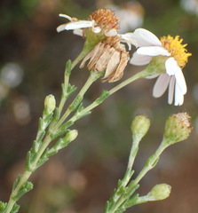 Phymaspermum