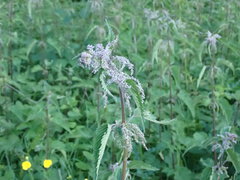 Urtica dioica