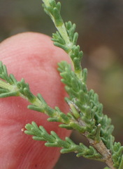 Phymaspermum