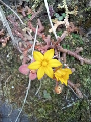 Aichryson villosum