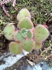 Aichryson villosum