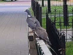 Columba palumbus