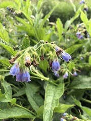 Symphytum × uplandicum