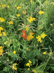 Lotus corniculatus
