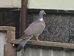 Columba palumbus