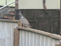 Columba palumbus