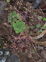 Aichryson villosum