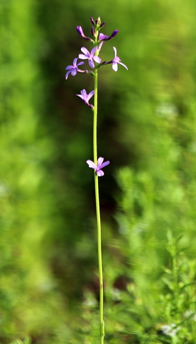 Buchnera floridana (Buchnera floridana)