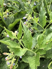 Symphytum × uplandicum