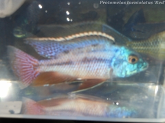 Protomelas taeniolatus