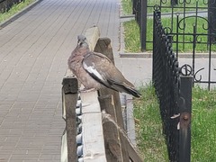 Columba palumbus