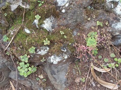 Aichryson villosum