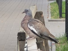 Columba palumbus