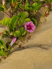 Ipomoea asarifolia