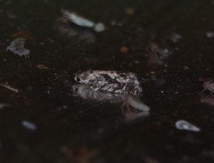 Cydia lacustrina