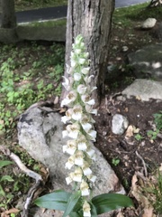 Digitalis lanata