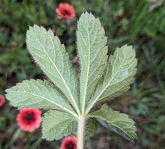 Potentilla thurberi