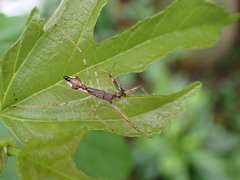 Epidaus sexspinus