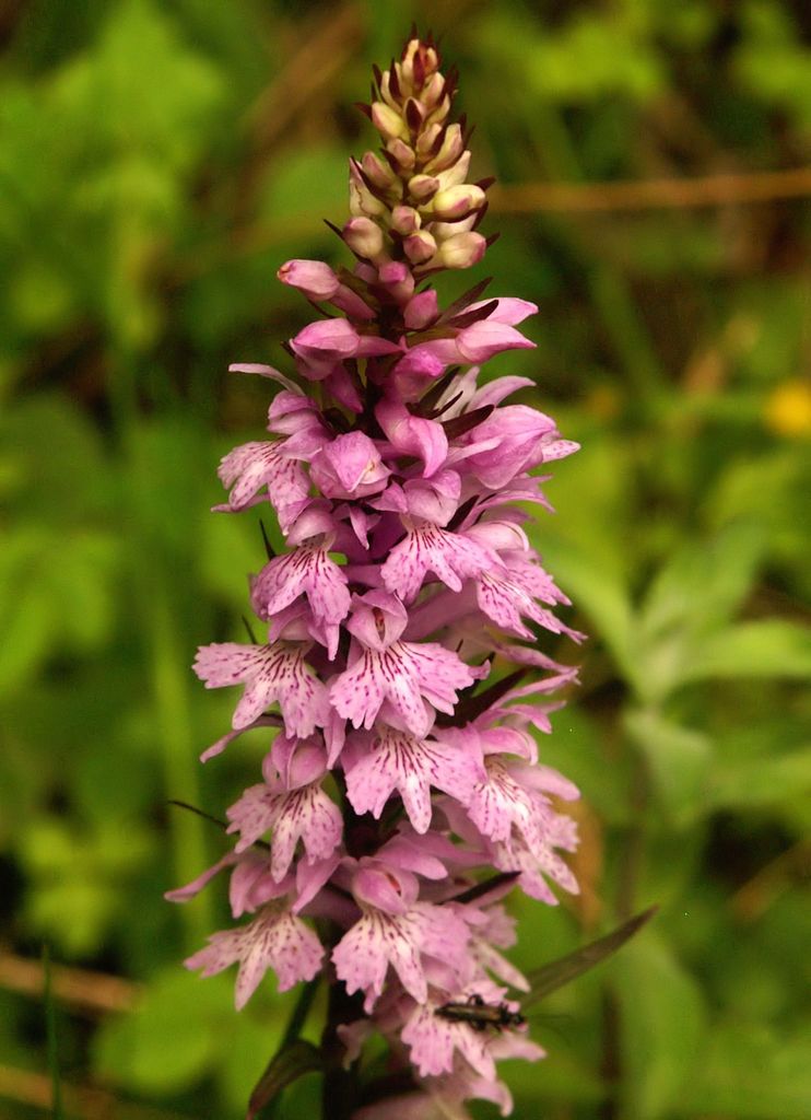 Wedge-lipped Orchid