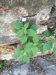 Parietaria officinalis
