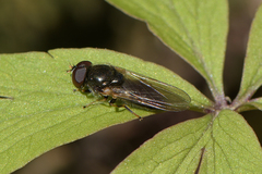 Cheilosia pagana