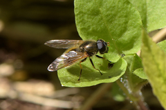 Cheilosia albipila