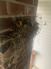 Turdus migratorius image