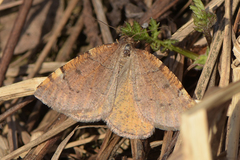 Epirranthis diversata