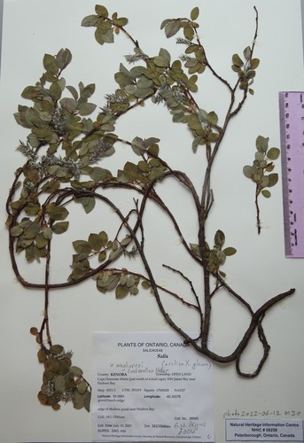 Salix X waghornei
