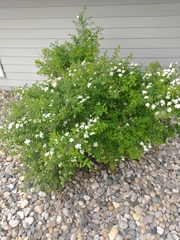 Spiraea nipponica