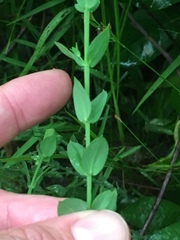 Hypericum denticulatum