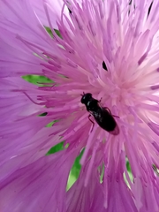 Diptera