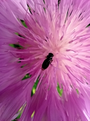 Diptera