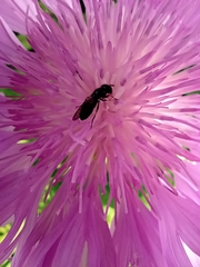 Diptera