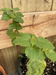 Microtoena patchoulii