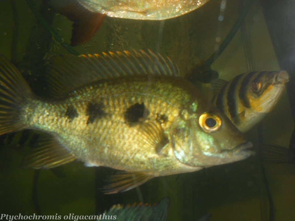 Ptychochromis