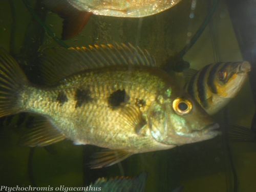 Striped Madagascar Cichlid photo