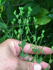 Hypericum denticulatum