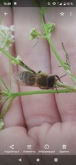 Apis mellifera