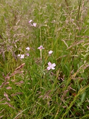Epilobium