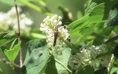 Neobellamira delicata