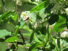 Neobellamira delicata