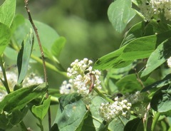 Neobellamira delicata