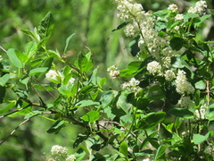 Neobellamira delicata