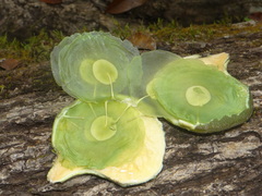 Aspidosperma cruentum