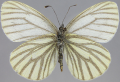 Pieris angelika